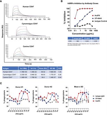 A Novel Affinity Engineered Anti-CD47 Antibody With Improved Therapeutic Index That Preserves Erythrocytes and Normal Immune Cells